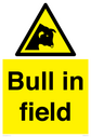 bull-in-field~